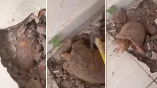 Jabuti é encontrado vivo após dez anos sob piso de casa em Itacajá