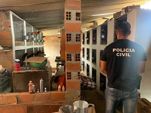 Polícia Civil fecha rinha no KM 100 e apreende 37 galos