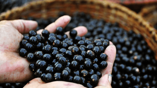 Açai: Superalimento Brasileiro que Conquista o Mundo