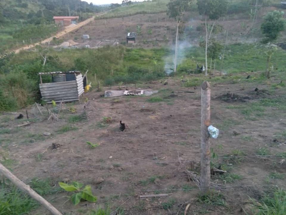 Classificados: Vende-se um terreno na zona rural com 150 pés de bananas da terra