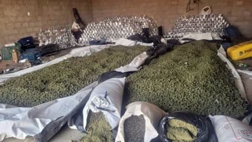 Operação conjunta entre PM e PF apreende milhares de mudas de maconha na Bahia