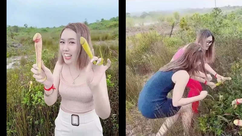 Governo do Camboja pede que turistas parem de colher 'planta pênis' para fazer fotos