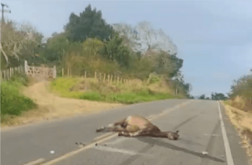 Morador relata presença de animal morto na estrada que liga Ibirataia a Ipiaú; assista o vídeo