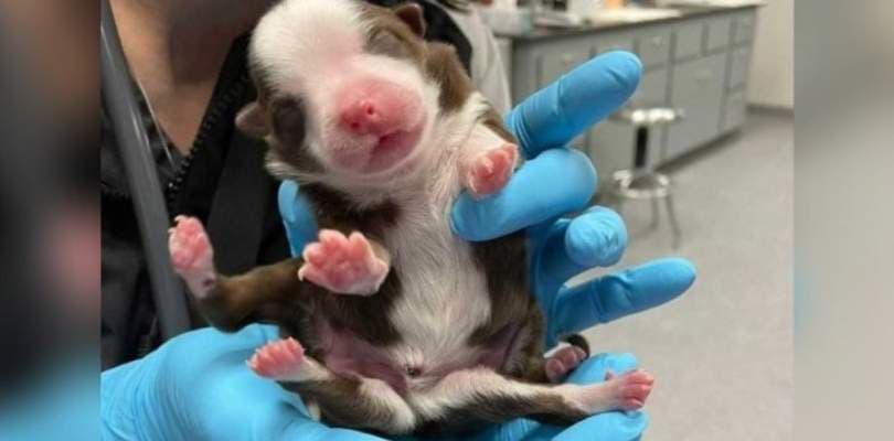 Cadelinha nasce com 6 patinhas e dois rabos em hospital veterinário