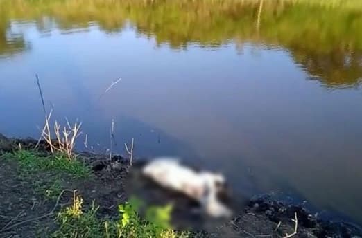 Vaqueiro morre afogado ao entrar em represa com cavalo na zona rural de Jequié