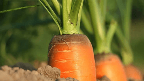 Preço da cenoura despenca em Irecê: caixa de 20 kg chega a R$ 9,20