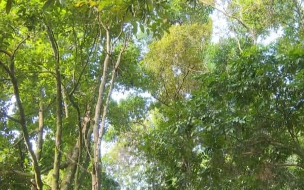 Bahia reduz desmatamento de mata atlântica em 43% em 2023