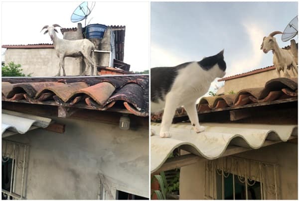 Bode é flagrado caminhando sobre telhados de casas em Ipiaú