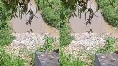 Homem desaparece em córrego após suposto ataque de sucuri na Bahia