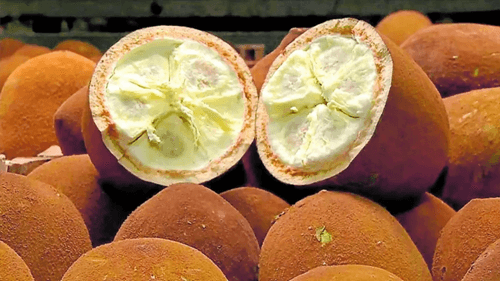 Tudo o que você precisa saber sobre o Cupuaçu: O Fruto Amazônico que Conquista o Brasil