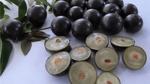 Jabuticaba: a fruta típica do Brasil que encanta pelo sabor e benefícios