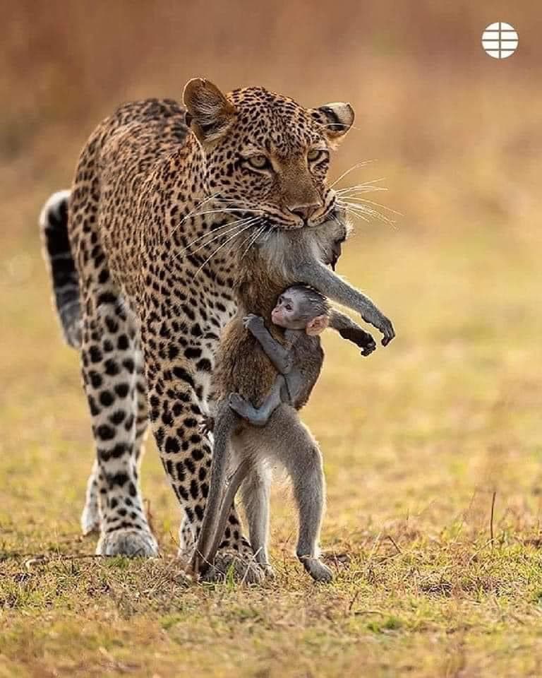 Uma das melhores fotos do ano da National Geographic
