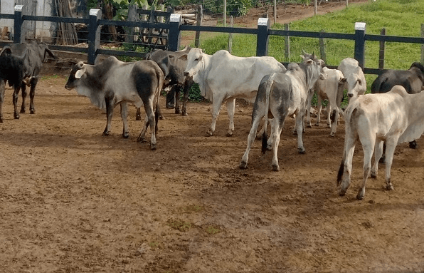Polícia recupera 10 bois furtadas de fazenda em Dário Meira