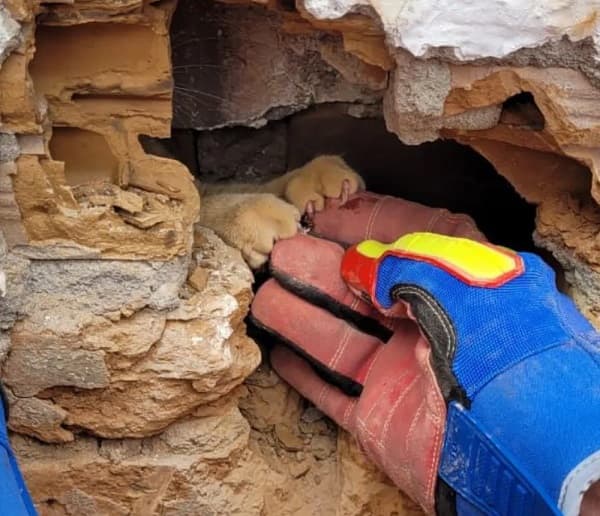 Gato é resgatado por bombeiros após ficar preso entre dois muros em Jequié