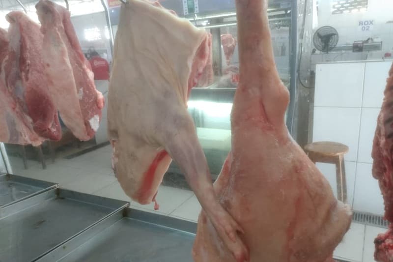 Superbactérias transmitidas por porcos a seres humanos são resistentes a antibióticos, aponta estudo