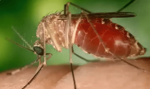 Surto de febre Oropouche é causado por nova linhagem viral, revela pesquisa da Fiocruz