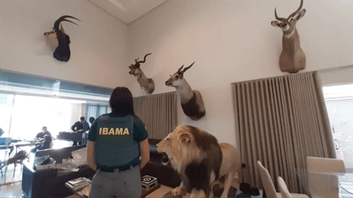 Operação do Ibama apreende animais empalhados em casa de caçador