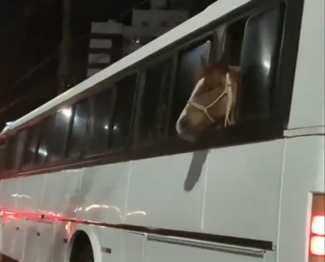 Quantos cavalos de potência? Animal é flagrado no engarrafamento e surpreende cidadãos que passam pelo veículo