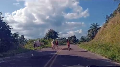 Animais na BA-650 entre Ibirataia e Ipiaú continuam a causar preocupação