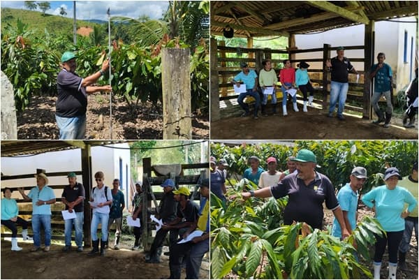 Ibirataia: Prefeitura realiza curso de poda e enxertia de cacau em Algodão
