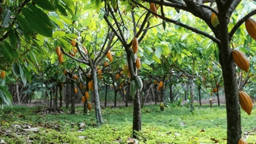 Bahia volta a liderar produção nacional depois de cinco anos