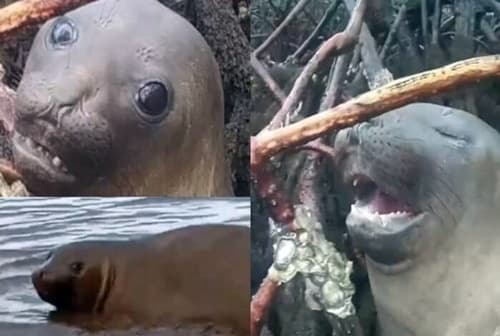 Animal marinho se perde e aparece em Ituberá