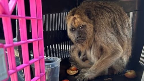 Polícia resgata macaco Bugio mantido em cativeiro ilegal na Bahia