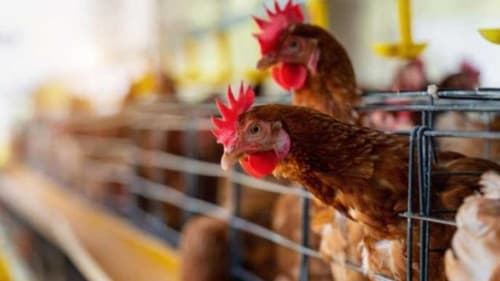 Agricultura confirma primeiro caso de gripe aviária em aves comerciais