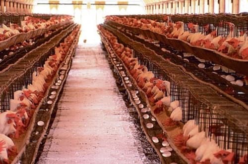 20 mil frangos morrem por causa do calor e falta de energia em Conceição da Feira