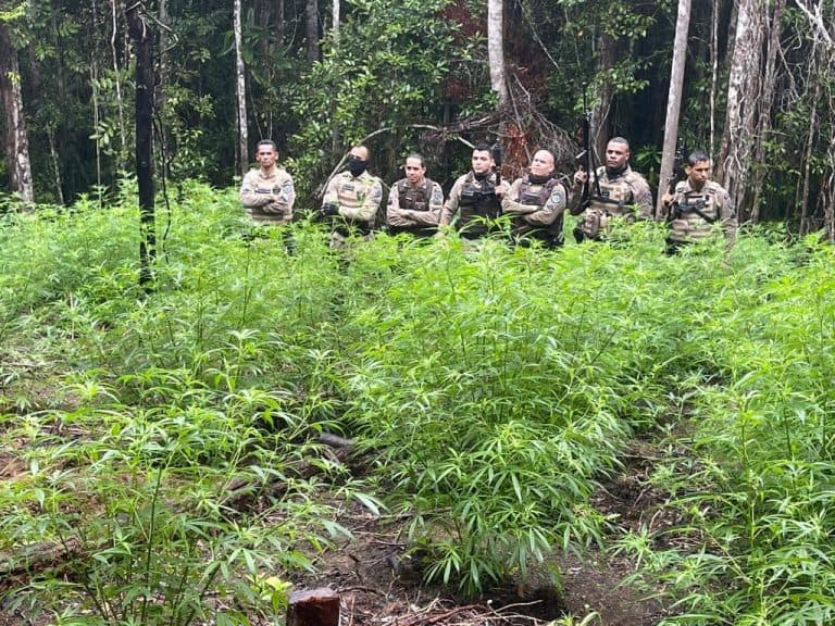 PM encontra plantação com mais de mil pés de maconha na zona rural de Ibirapitanga