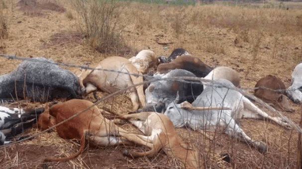 Mais de 20 cabeças de gado morrem eletrocutados em Formosa do Rio Preto