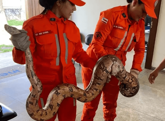 Cobra de dois metros é resgatada no interior da Bahia