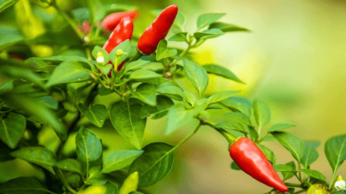Os benefícios da pimenta para a saúde: Por que esse temperinho pode fazer bem ao seu corpo