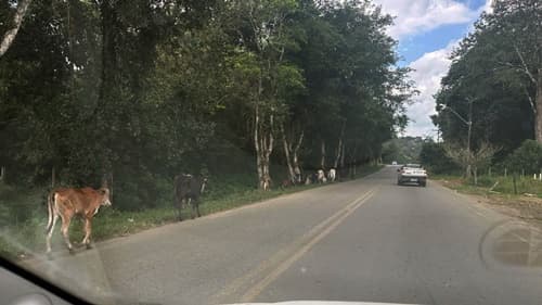 Ibirataia: Preocupação com animais na estrada BA-650