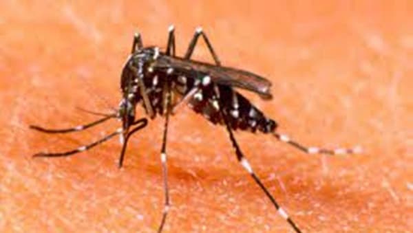 Quinta morte por dengue hemorrágica é confirmada na Bahia