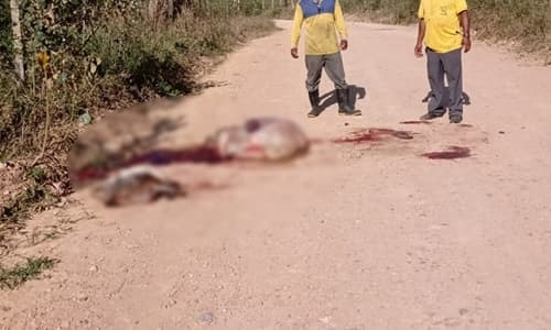 Animal bovino é roubado e abatido em estrada vicinal na zona rural de Ipiaú