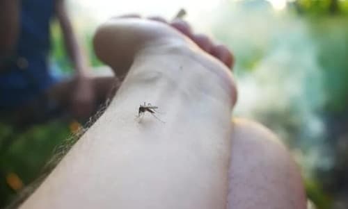 Camamu registra uma morte por Oropouche; Segundo óbito na Bahia
