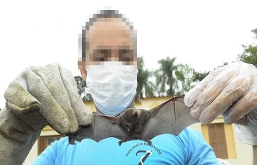 Novo caso de raiva é registrado no interior baiano