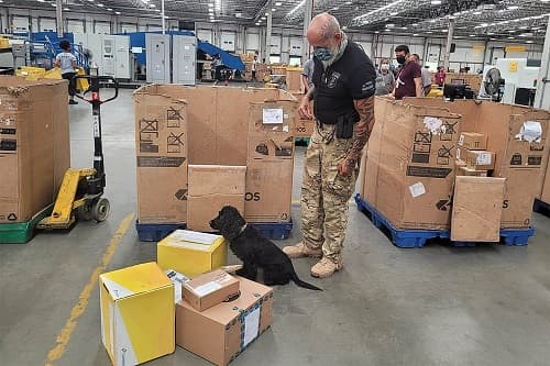 Cães encontram R$ 100 mil em drogas nas encomendas dos Correios em Salvador