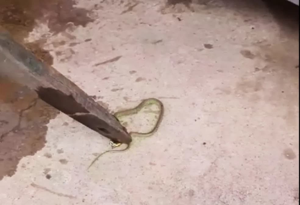 Cobra é encontrada em bebedouro de escola na BA após pais relatarem mal-estar de crianças
