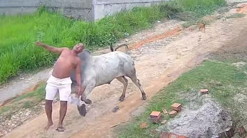 Homem fica ferido após ser atingido por cabeçada de boi