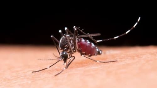Morte por dengue é confirmada pela Sesab no município de Ipiaú