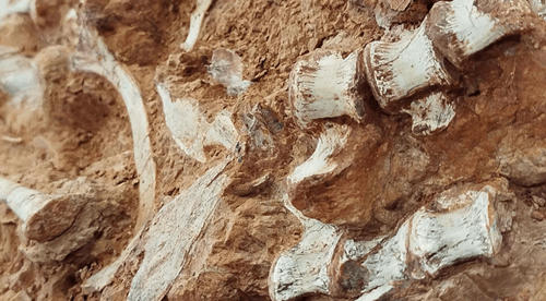 Após chuvas, fóssil de dinossauro de 233 milhões de anos é encontrado no RS