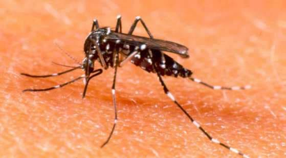 Vacina japonesa contra dengue deve chegar a MT mês que vem; estado endêmico da doença