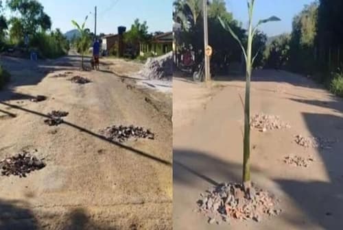 Moradores plantam bananeiras na estrada que liga Serra Grande à BR-101