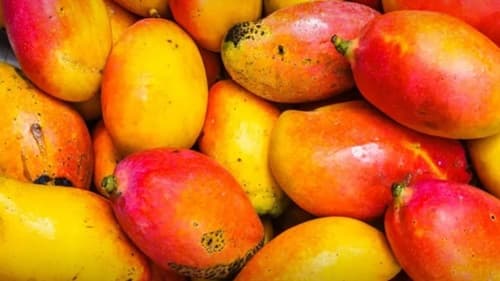 Possível taxação dos EUA ameaça fruticultura baiana