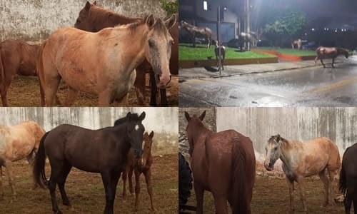Ibirataia: Secretaria Municipal de Agricultura realiza operação para apreensão de animais em vias públicas