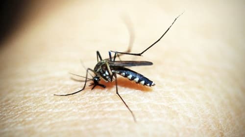 Bahia registra 175 municípios em estado de Epidemia de Dengue