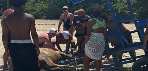 Cavalo passa mal em praia de Morro de São Paulo e população denuncia maus-tratos