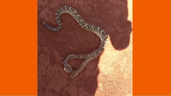 Morador mata cobra cascavel de “duas cabeças” na Bahia